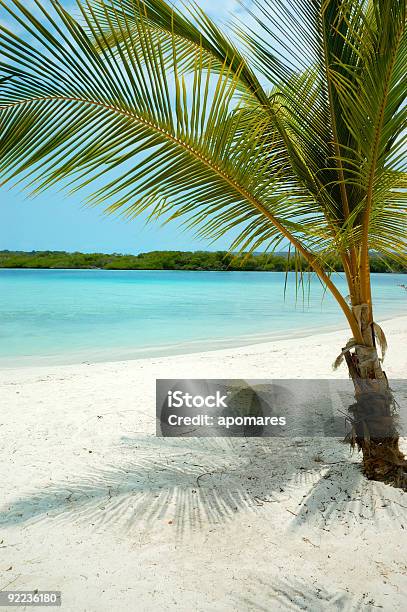 Coconut Trees In A White Sand Beach Stock Photo - Download Image Now - Adventure, Beach, Beauty In Nature
