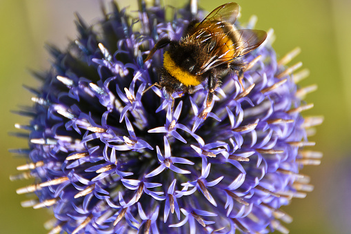 bumble bee on a small globe thistle