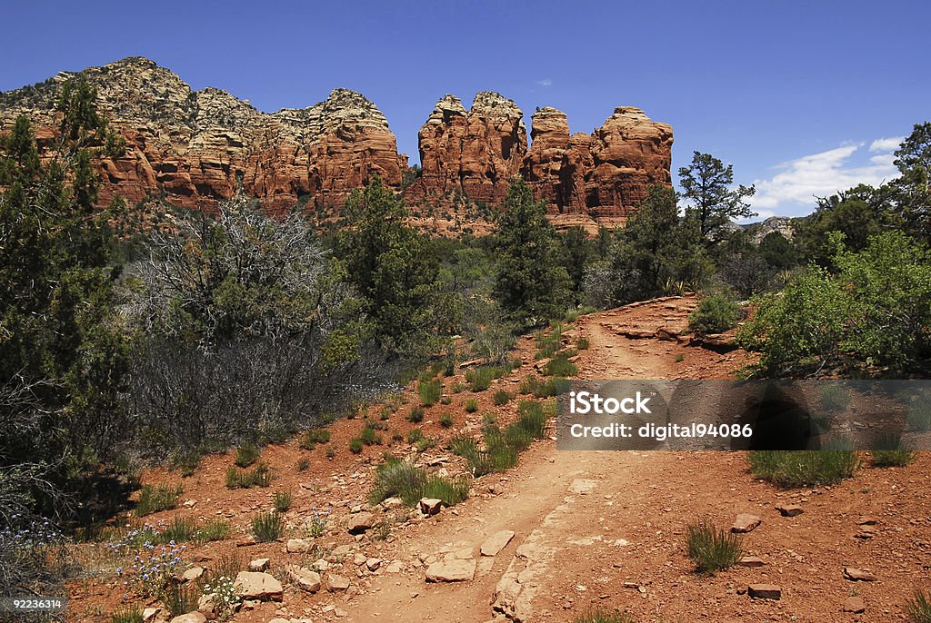 Sedona Red Rock - Foto stock royalty-free di Albero