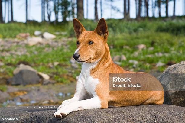 Basenji Dog Stock Photo - Download Image Now - Africa, Alertness, Animal