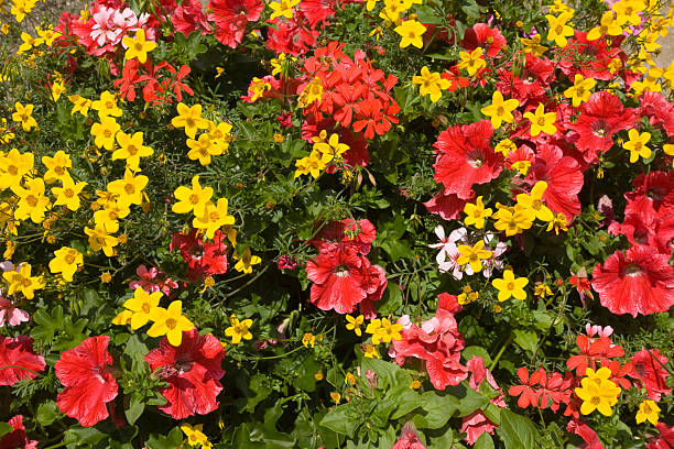 flowers background stock photo