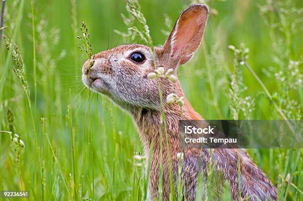 Selettivo La Raccolta - Fotografie stock e altre immagini di Animale - Animale, Carino, Composizione orizzontale