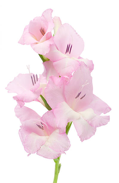gladiolo - flower purple gladiolus isolated foto e immagini stock