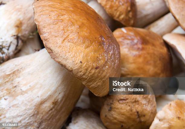 Grupo De Boletus Edulis - Fotografias de stock e mais imagens de Amarelo - Amarelo, Boletus Sp, Castanho