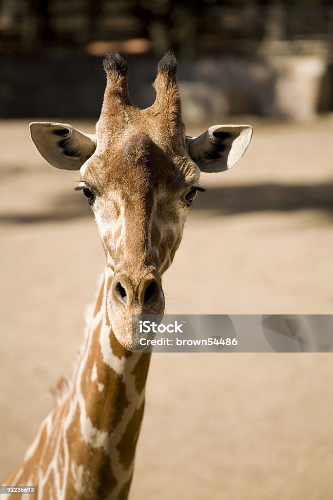 Eine coole Giraffe - Lizenzfrei Afrika Stock-Foto