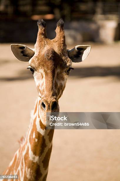 Eine Coole Giraffe Stockfoto und mehr Bilder von Afrika - Afrika, Farbbild, Fotografie