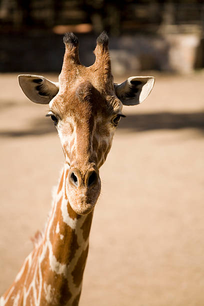 une girafe cool - splotched photos et images de collection