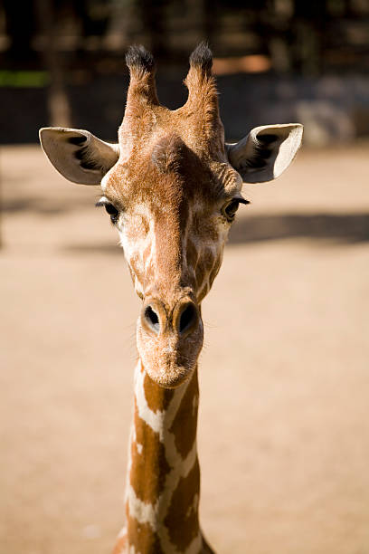 une girafe cool - splotched photos et images de collection