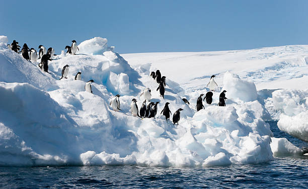 istock Adelie Penguins on iceberg 92236727
