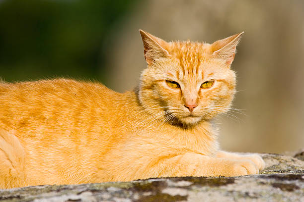 ginger cat stock photo