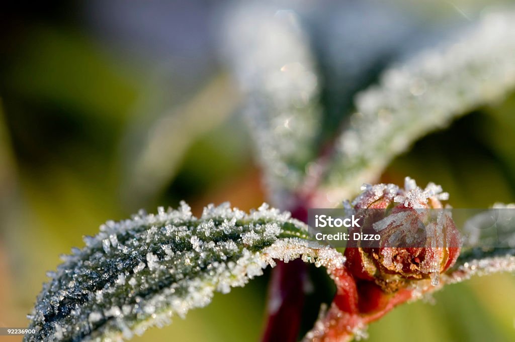 Frosty manhã-Frost na nova botão - Royalty-free Botão - Estágio de flora Foto de stock