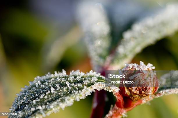 Frosty Manhãfrost Na Nova Botão - Fotografias de stock e mais imagens de Botão - Estágio de flora - Botão - Estágio de flora, Caule de planta, Cor verde