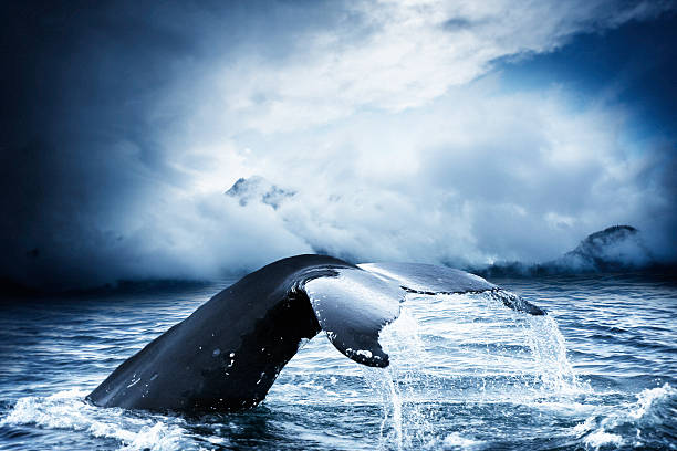 humpback whale deep diving in a stormy mystic sea