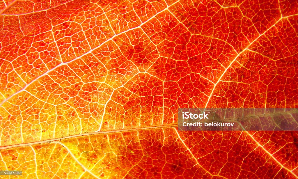 Gelbe und lesen leaf - Lizenzfrei Abstrakt Stock-Foto