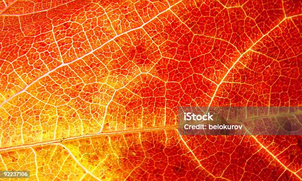 Gialla Foglia E Leggere - Fotografie stock e altre immagini di Albero - Albero, Arancione, Astratto