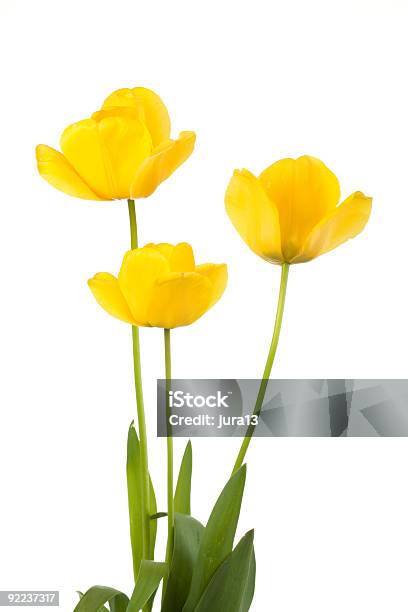 Giallo Tulipani - Fotografie stock e altre immagini di Bellezza naturale - Bellezza naturale, Bianco, Bocciolo