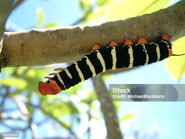 Fauna Caterpillar Alcanzar Para Alimentos Foto de stock y más banco de imágenes de Actividad física - Actividad física, Alcanzar, Alimento