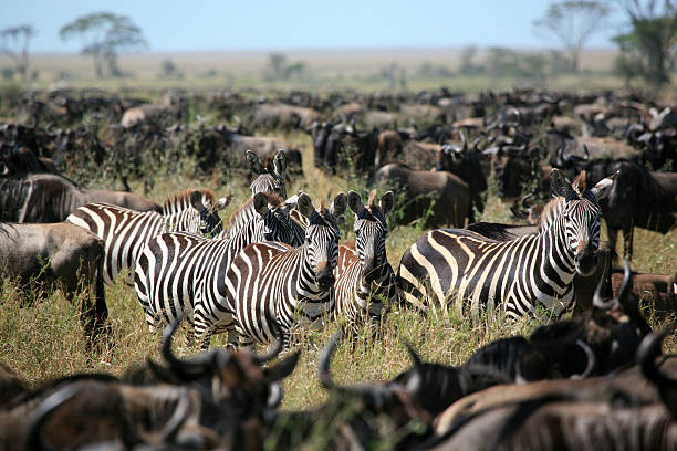 istock zebra's among a migrating herd of wildebeest 92237509