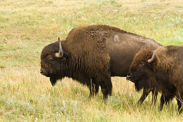 istock Pair of Buffalo 92237547