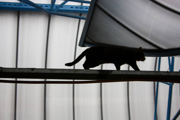 Street cat roaming at Mahane Yehuda Market in Jerusalem