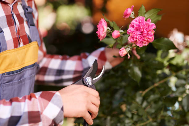 istock Male human hand pruning flower 922375874