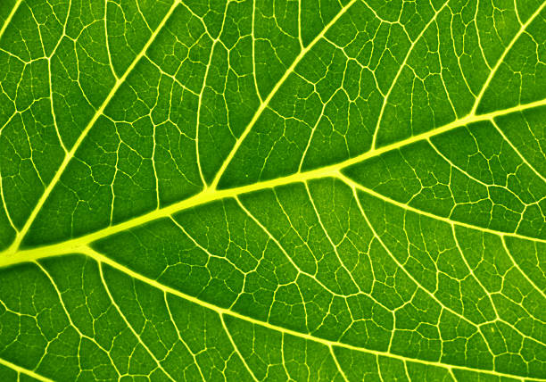 istock Photosynthesis shown on a green leaf 92237783