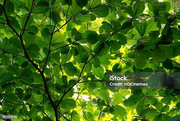 Tropical Cobertura - Fotografias de stock e mais imagens de Arbusto - Arbusto, Clorofila, Coberto florestal