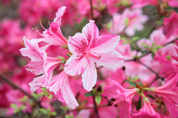 개화 아잘리아 - azalea 뉴스 사진 이미지