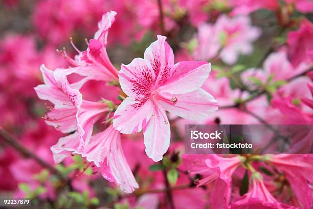 Blooming Azalea Stock Photo - Download Image Now - Azalea, Flower, Pink Color