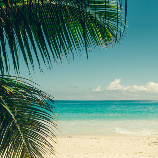 istock Tropical island beach. Perfect vacation background. 922383184