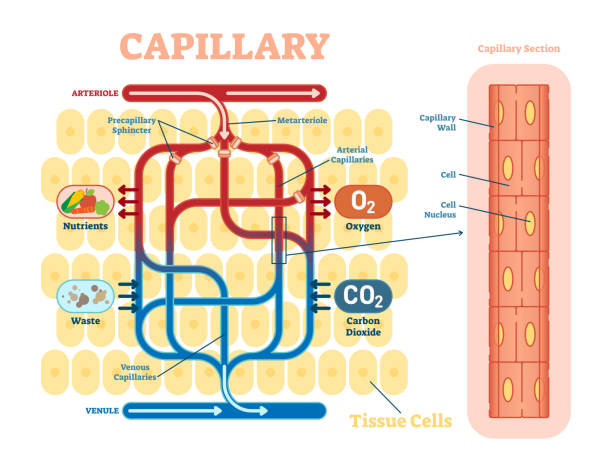 血流とキャピラリーのスケマティック、解剖学的ベクトル図図。 - capillary点のイラスト素材／クリップアート素材／マンガ素材／アイコン素材