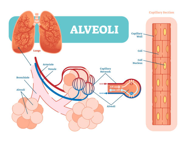 Lungs alveoli schematic, anatomical vector illustration diagram with capillary network. Lungs alveoli schematic, anatomical vector illustration diagram with capillary network. Medical information poster. bronchiole stock illustrations