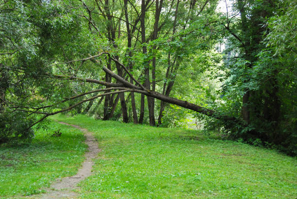 istock The fallen old willow on the shore of the pond 922383898
