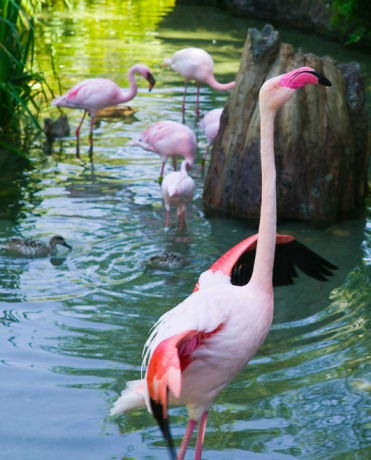 American flamingo in water, Bush Gardens Zoo, Tampa, Florida, USA
