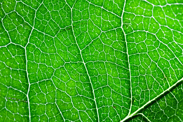 istock Close up of bright green leaf 92238653
