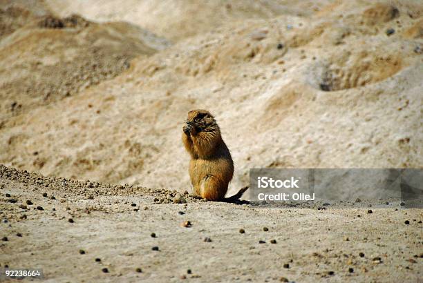 Prairie Dogsnack Stockfoto und mehr Bilder von Ausgedörrt - Ausgedörrt, Entdeckung, Farbbild