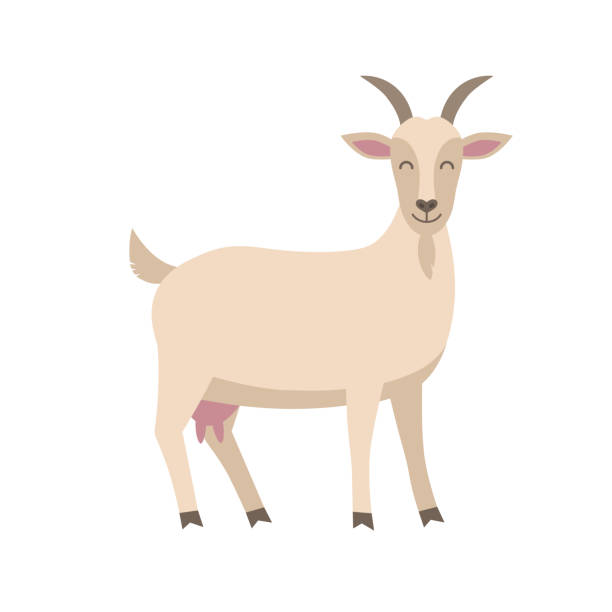귀여운 염소 벡터 평면 그림 흰색 배경에 고립. 농장 동물 염소 만화 캐릭터입니다. - goat hoofed mammal living organism nature stock illustrations