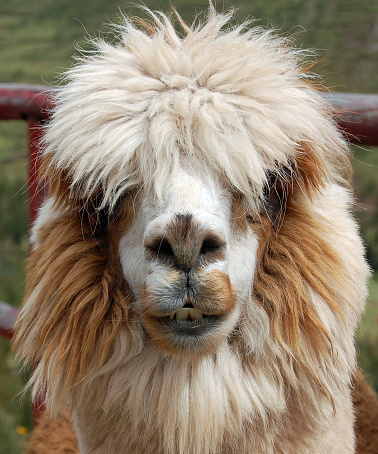 Head shot of a White nine months old alpaca - Lama pacos, isolated
