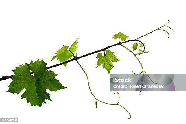 Vine Stockfoto und mehr Bilder von Rankenpflanze - Rankenpflanze, Blatt - Pflanzenbestandteile, Weinberg