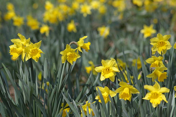 Daffodils stock photo