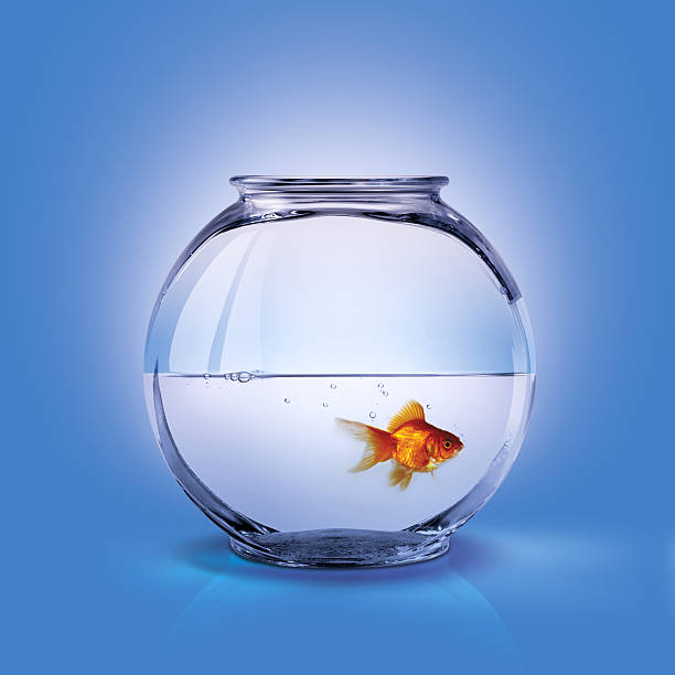 istock Single gold fish in a half-filled glass fishbowl 92239481