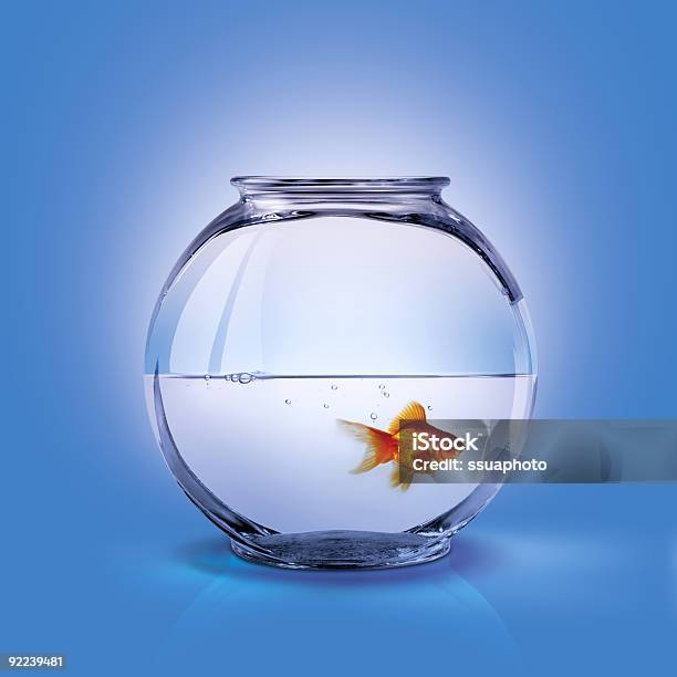 Single Gold Fish In A Halffilled Glass Fishbowl Stock Photo - Download Image Now - Animals In Captivity, Aquarium, Bowl