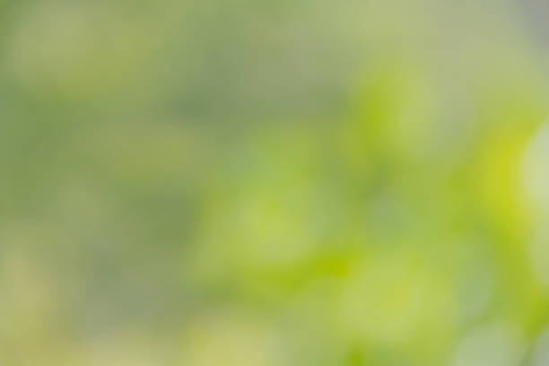 istock Abstract blur sunny light with bright green nature and bokeh texture background, selective focus 922395090