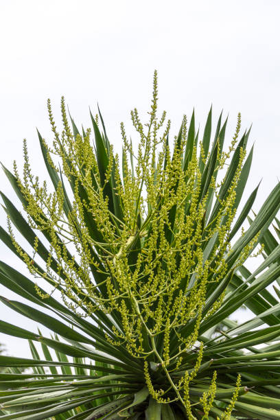 istock Dracaena loureiri Gagnep flower 922395504
