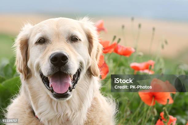 Golden Retriever Retrato - Fotografias de stock e mais imagens de Cão - Cão, Felicidade, Sorrir