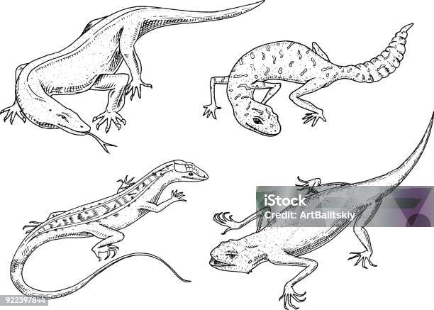 Komodo Dragon Monitor American Sand Lizard Exotic Reptiles Or Snakes Spotted Fattailed Gecko Wild Animals Lacertian In Nature Vector Illustration For Book Or Pet Store Zoo Engraved Hand Drawn Stock Illustration - Download Image Now