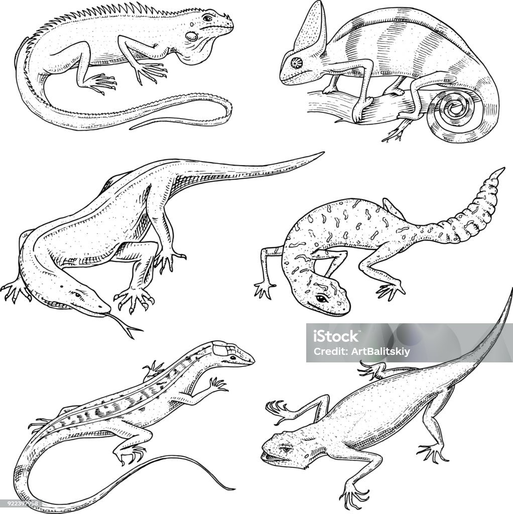 Chameleon Lizard Green Iguana Komodo Dragon Monitor American Sand Exotic  Reptiles Or Snakes Spotted Fattailed Gecko Wild Animals Lacertian In Nature  Vector Illustration Engraved Hand Drawn Stock Illustration - Download Image  Now -