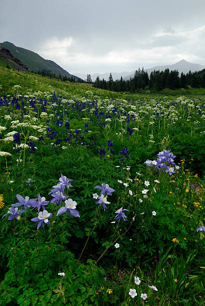 istock Alpine meadow in Rocky Mountains before storm 92239944