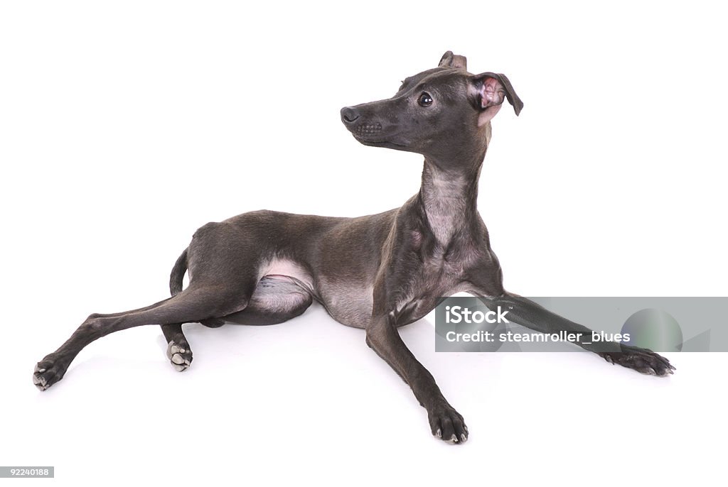 Italian greyhound  Adult Stock Photo