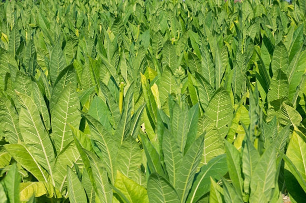 Tabaco de planta - foto de stock